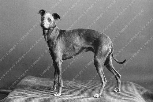 Greyhound rug johannes - a,